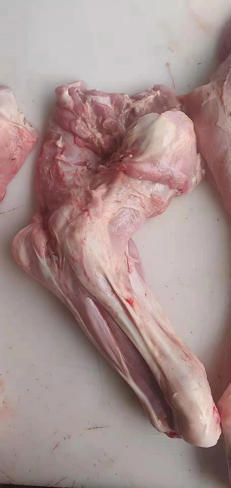 带毛乳牛头乳牛蹄可定做火烧水退牛头肉去骨牛蹄