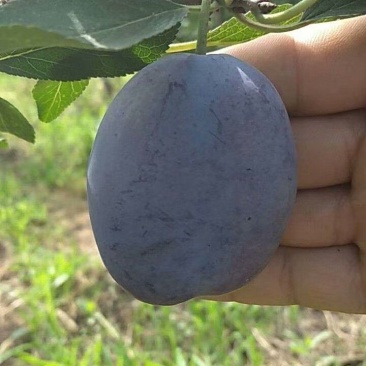 基地出售艾琳娜西梅苗大果品种口感好产量高