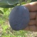 基地出售艾琳娜西梅苗大果品种口感好产量高