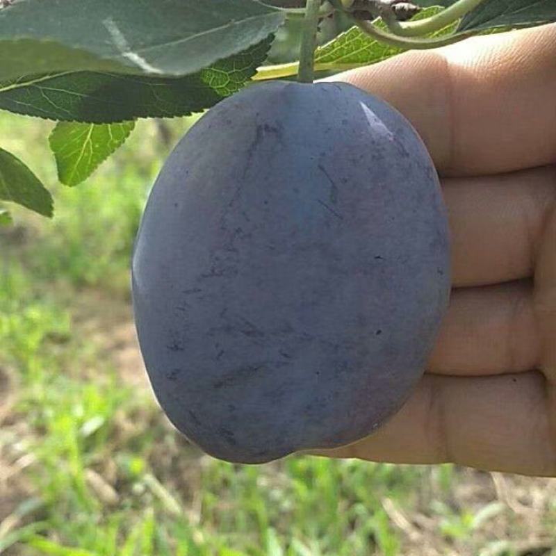 基地出售艾琳娜西梅苗大果品种口感好产量高