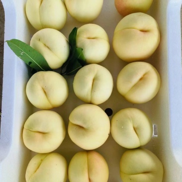 江苏新沂优质水蜜桃产地直供品种全产量大价格优