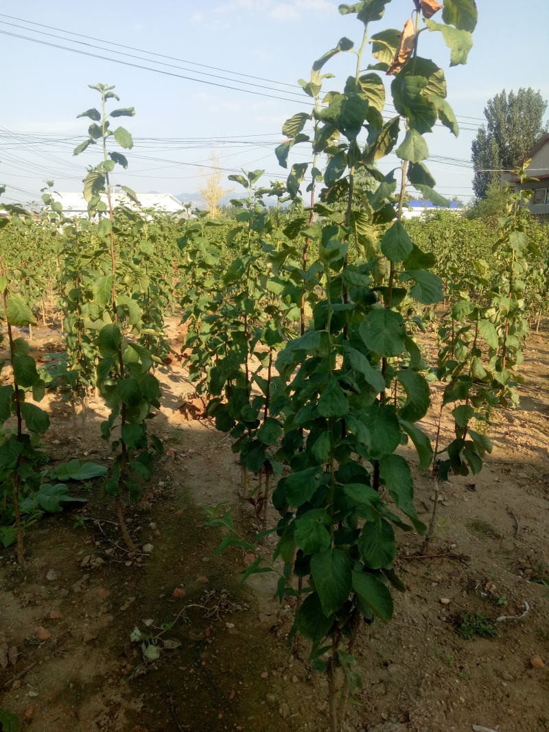 基地出售艾琳娜西梅苗大果品种口感好产量高