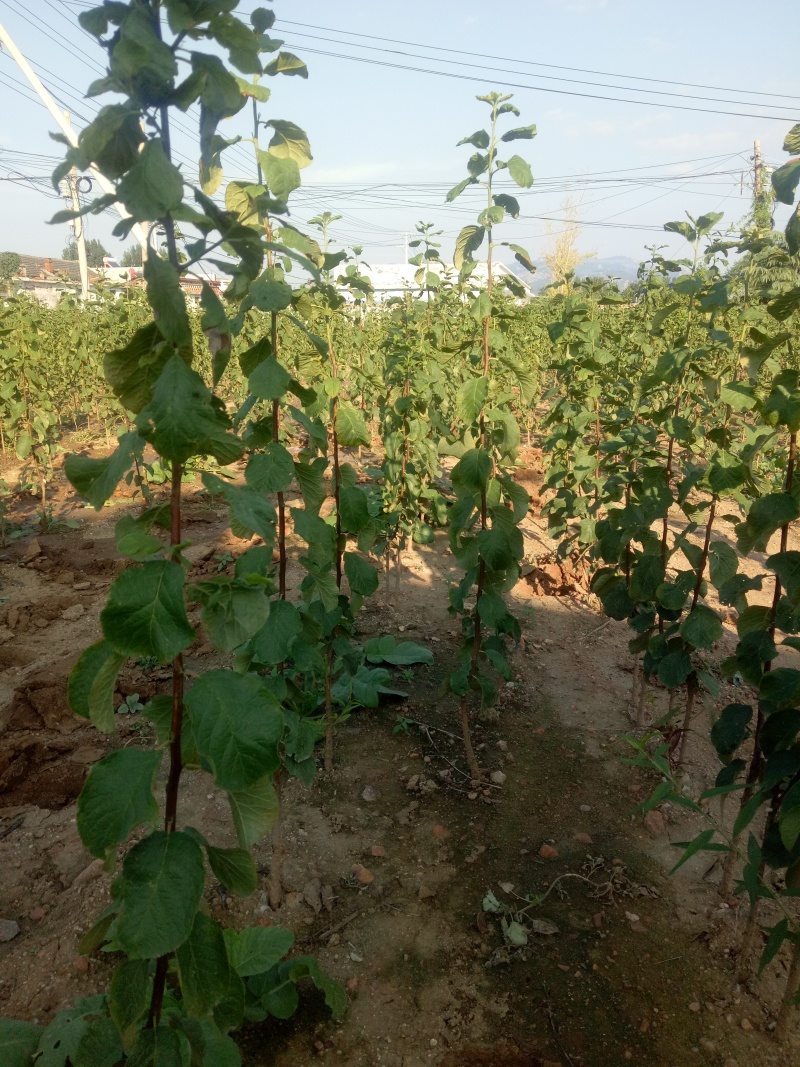 基地出售艾琳娜西梅苗大果品种口感好产量高