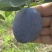 基地出售艾琳娜西梅苗大果品种口感好产量高