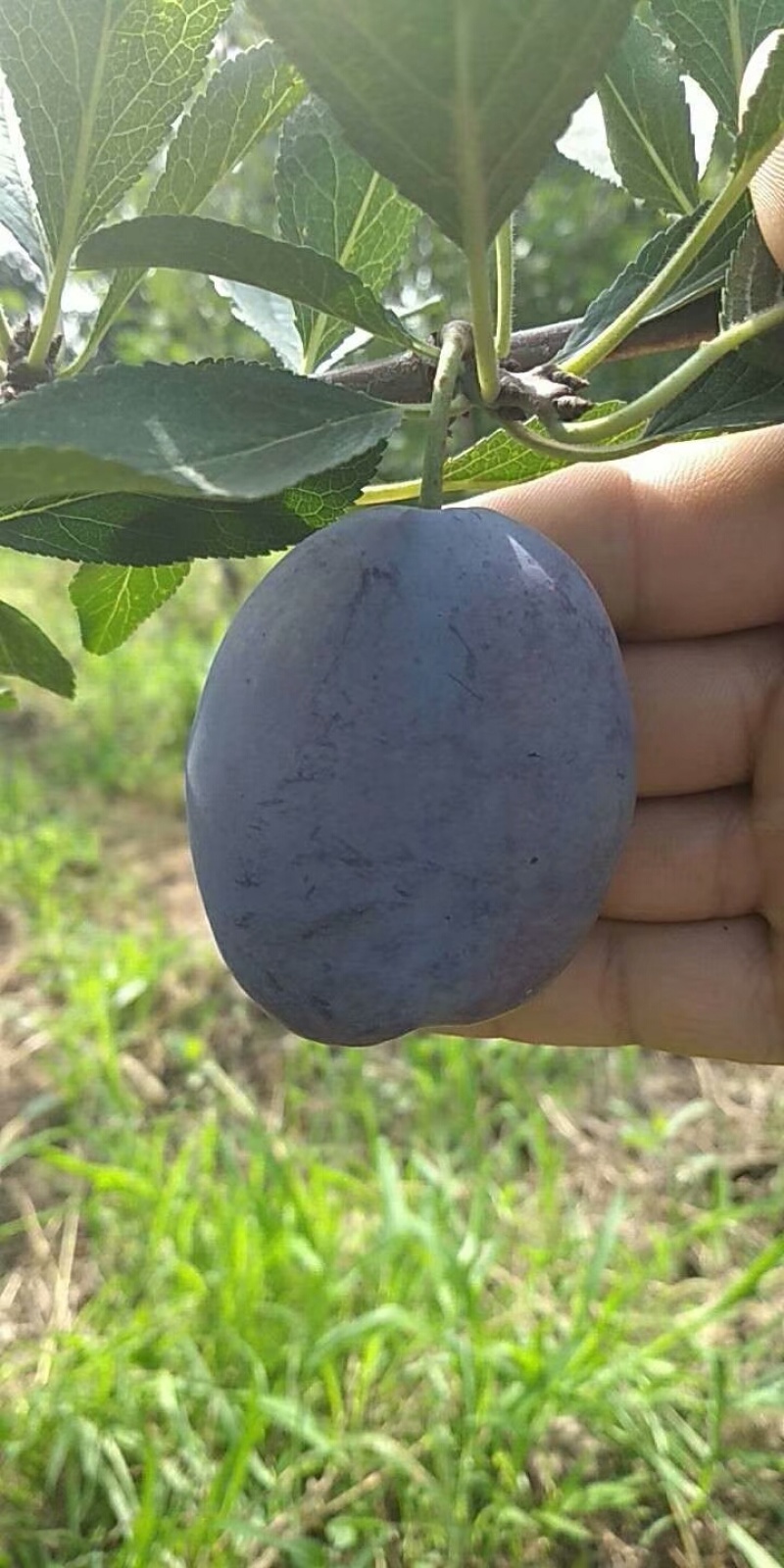 基地出售艾琳娜西梅苗大果品种口感好产量高