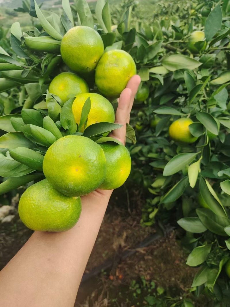 云南高山蜜橘皮薄化渣口感甜蜜对接批发商超出口外贸产地直发