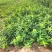 金钟连翘华北连翘直隶连翘药用连翘荒山荒地种植苗杯苗