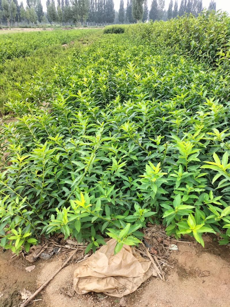 金钟连翘华北连翘直隶连翘药用连翘荒山荒地种植苗杯苗