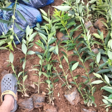 金钟连翘华北连翘直隶连翘药用连翘荒山荒地种植苗杯苗