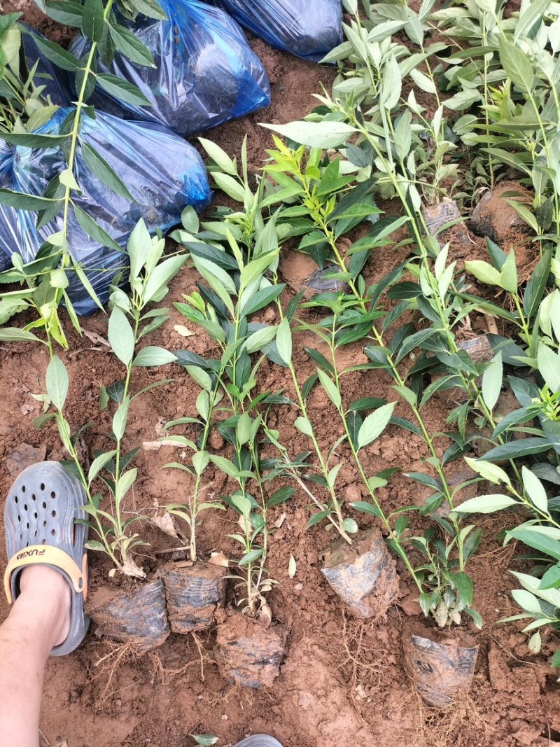 金钟连翘华北连翘直隶连翘药用连翘荒山荒地种植苗杯苗