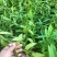 金钟连翘华北连翘直隶连翘药用连翘荒山荒地种植苗杯苗