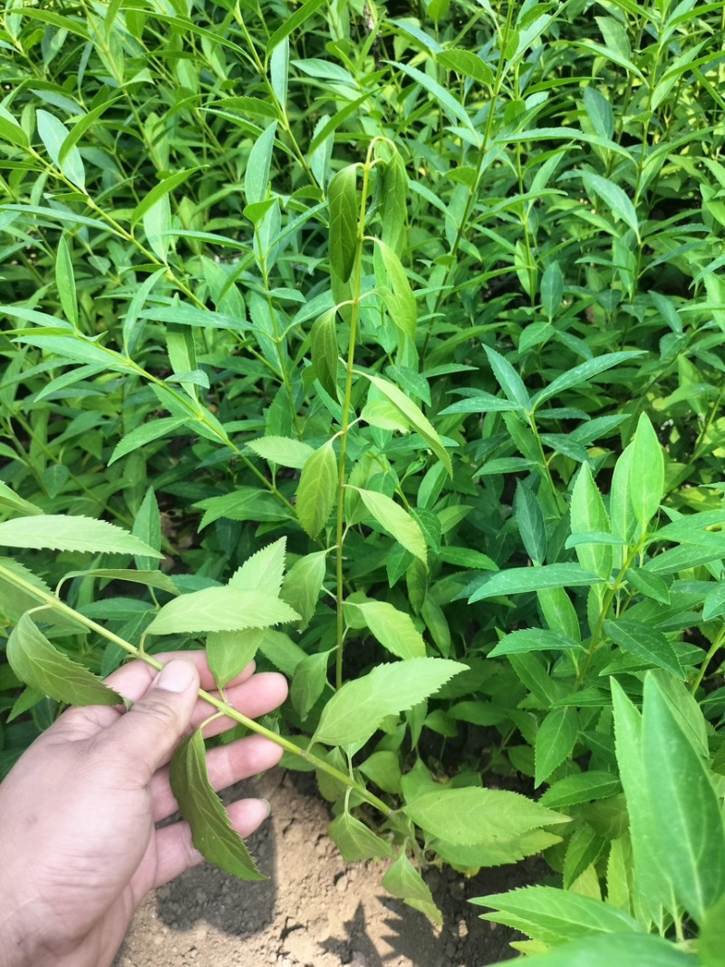 金钟连翘华北连翘直隶连翘药用连翘荒山荒地种植苗杯苗