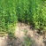 金钟连翘华北连翘直隶连翘药用连翘荒山荒地种植苗杯苗
