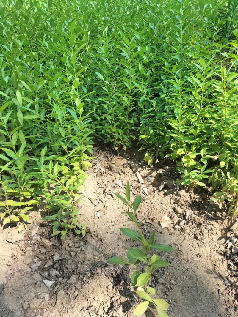 金钟连翘华北连翘直隶连翘药用连翘荒山荒地种植苗杯苗