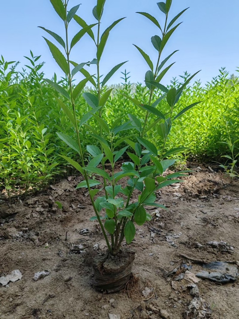 金钟连翘华北连翘直隶连翘药用连翘荒山荒地种植苗杯苗