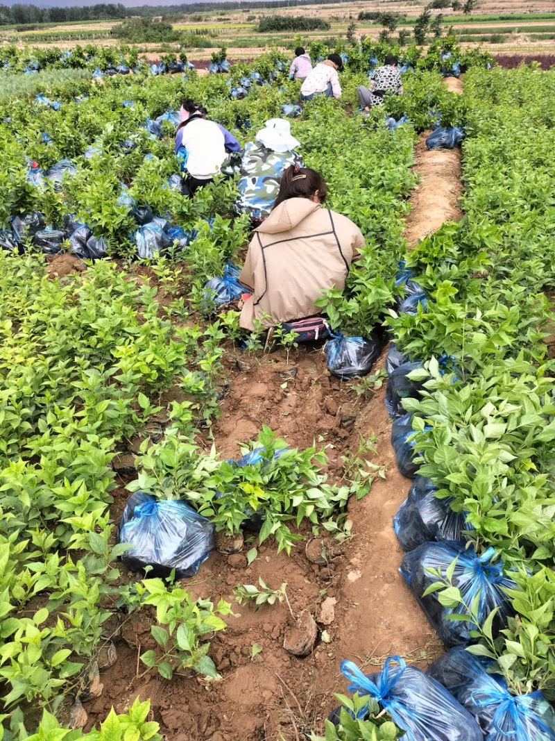 金钟连翘华北连翘直隶连翘药用连翘荒山荒地种植苗杯苗