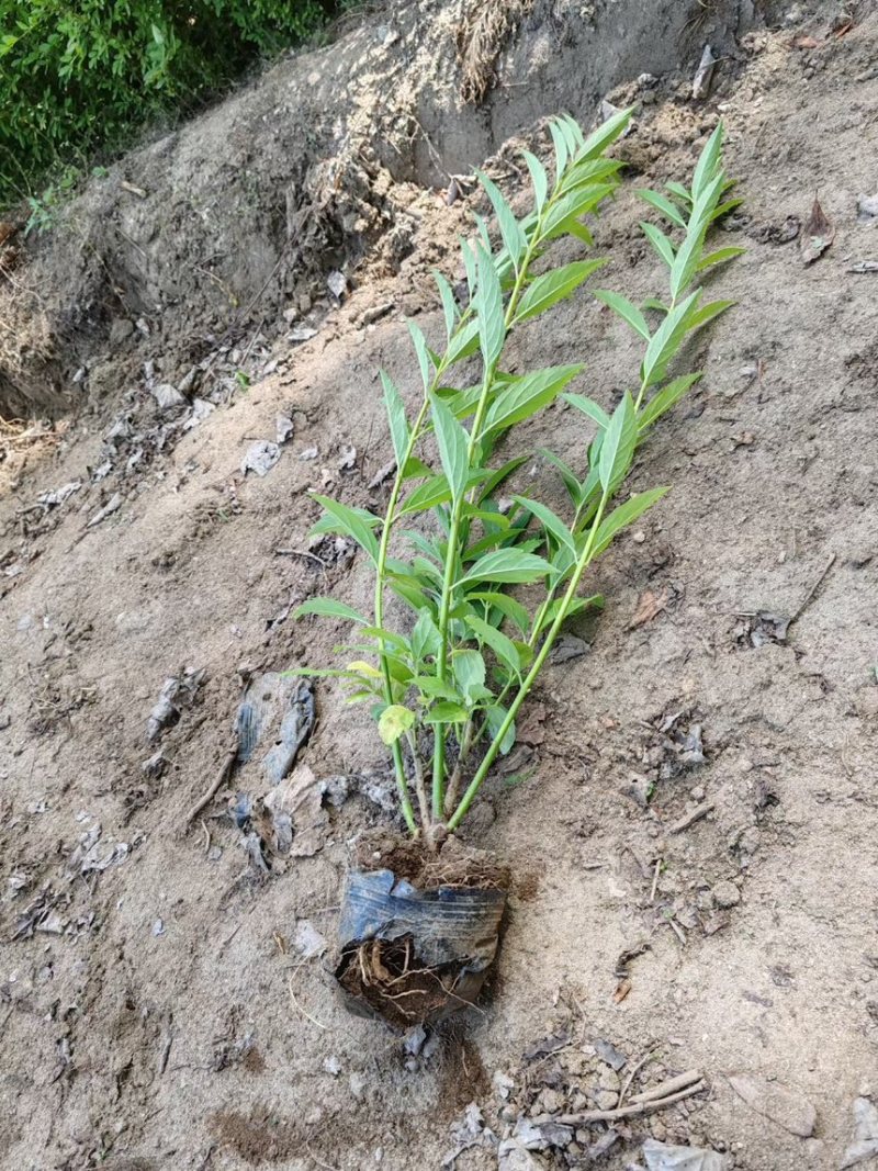 金钟连翘华北连翘直隶连翘药用连翘荒山荒地种植苗杯苗