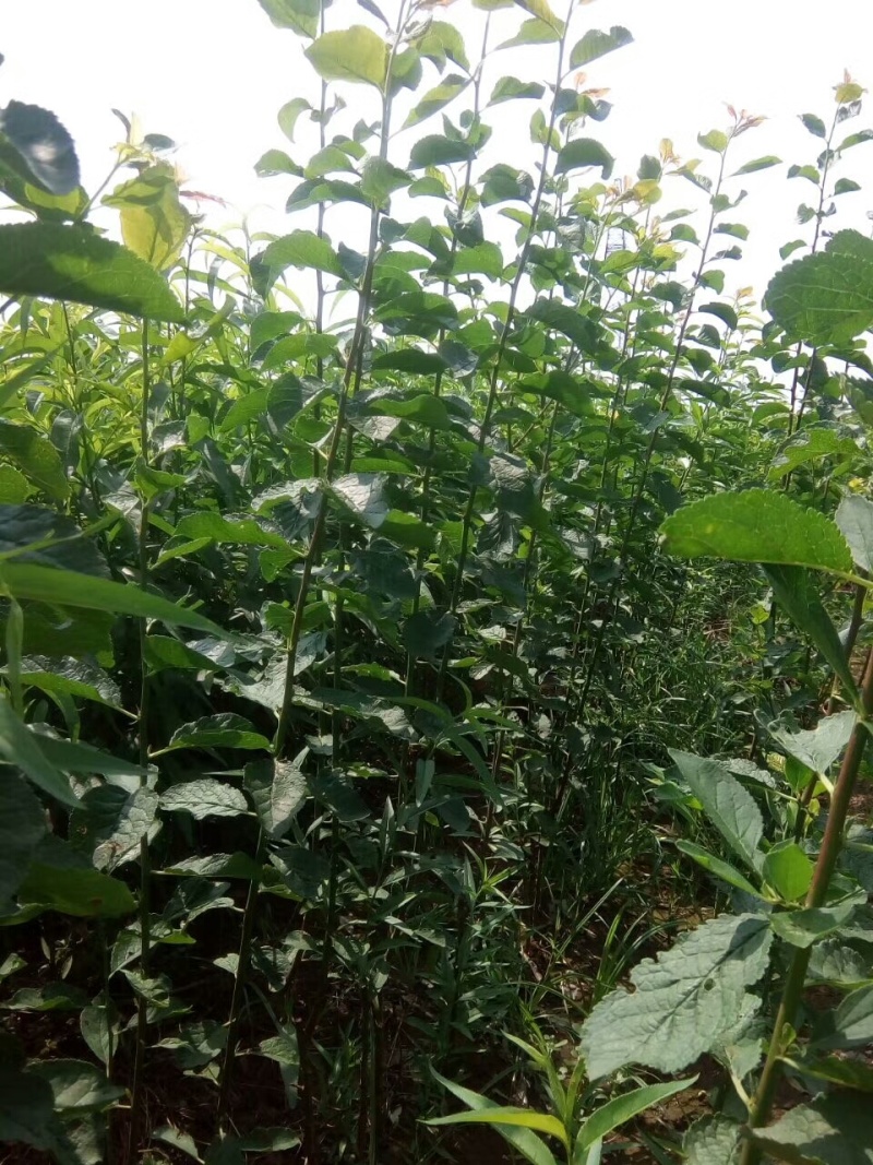 基地培育蒙娜丽莎西梅苗晚熟高糖易管理