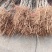基地培育蒙娜丽莎西梅苗晚熟高糖易管理