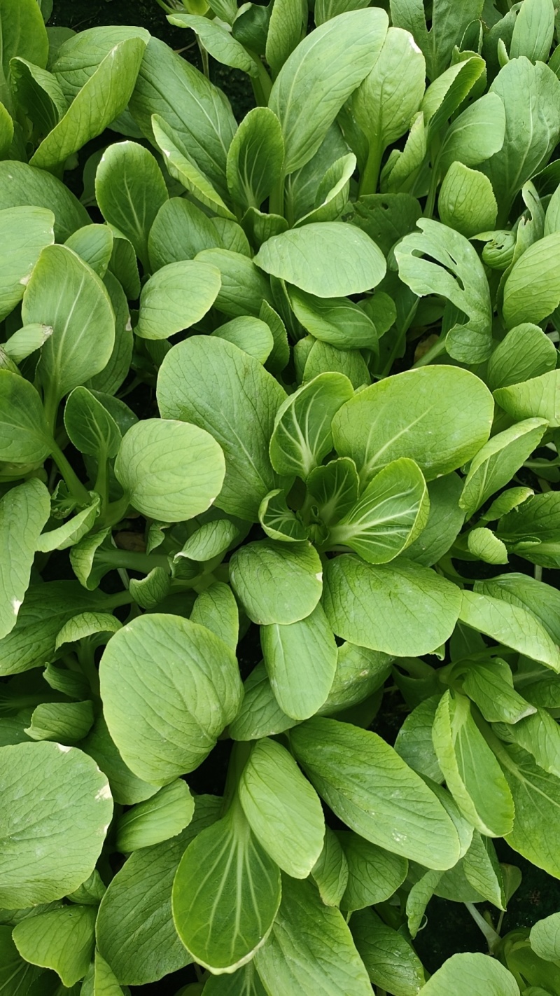 上海青（精品快菜油菜）