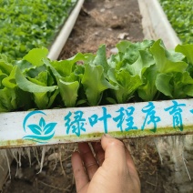 云南绿叶程序育苗基地长年出售意大利生菜苗，油麦菜苗，