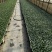 强汉青花苗西兰花苗原产地直发量大优惠质量保证