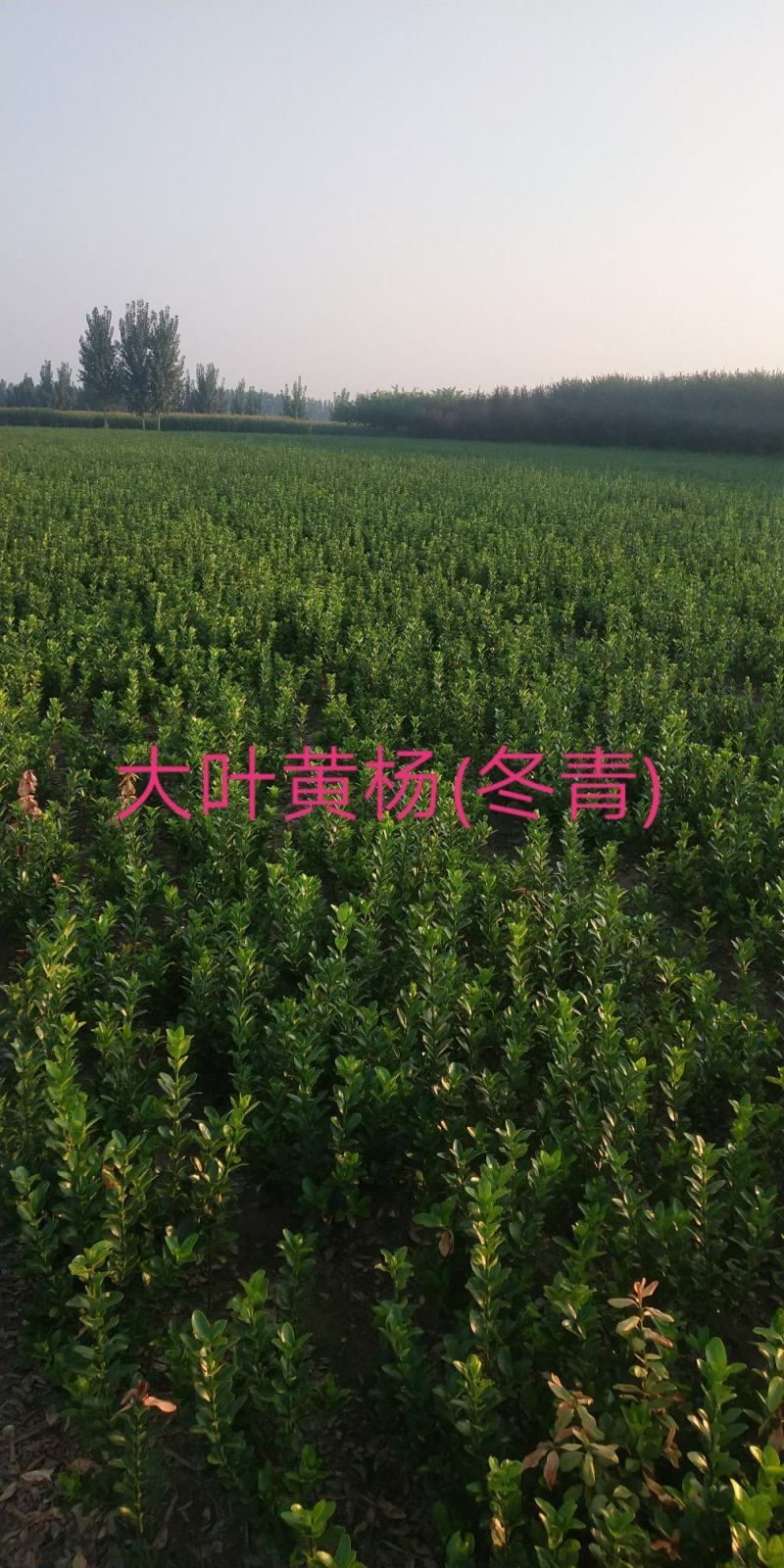 大叶黄杨土球无纺布包装冠幅饱满抗寒耐旱