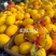 超红瑞红厚皮哈密瓜种子200粒红皮红肉短椭圆形
