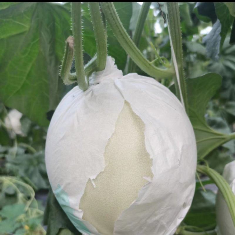 精品玉菇大量有货