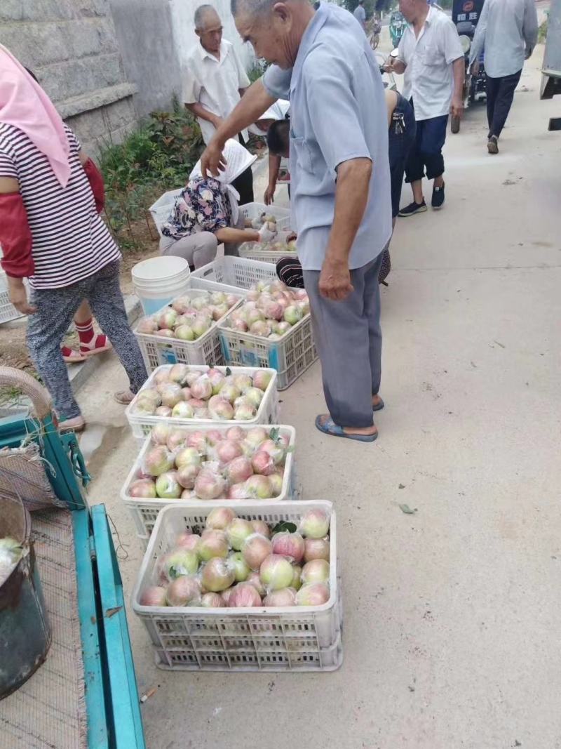 山东鲁丽苹果产直销量大质优