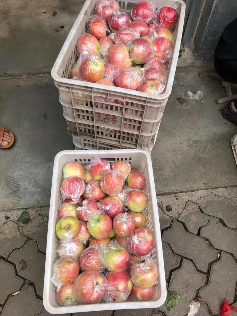 山东鲁丽苹果产直销量大质优
