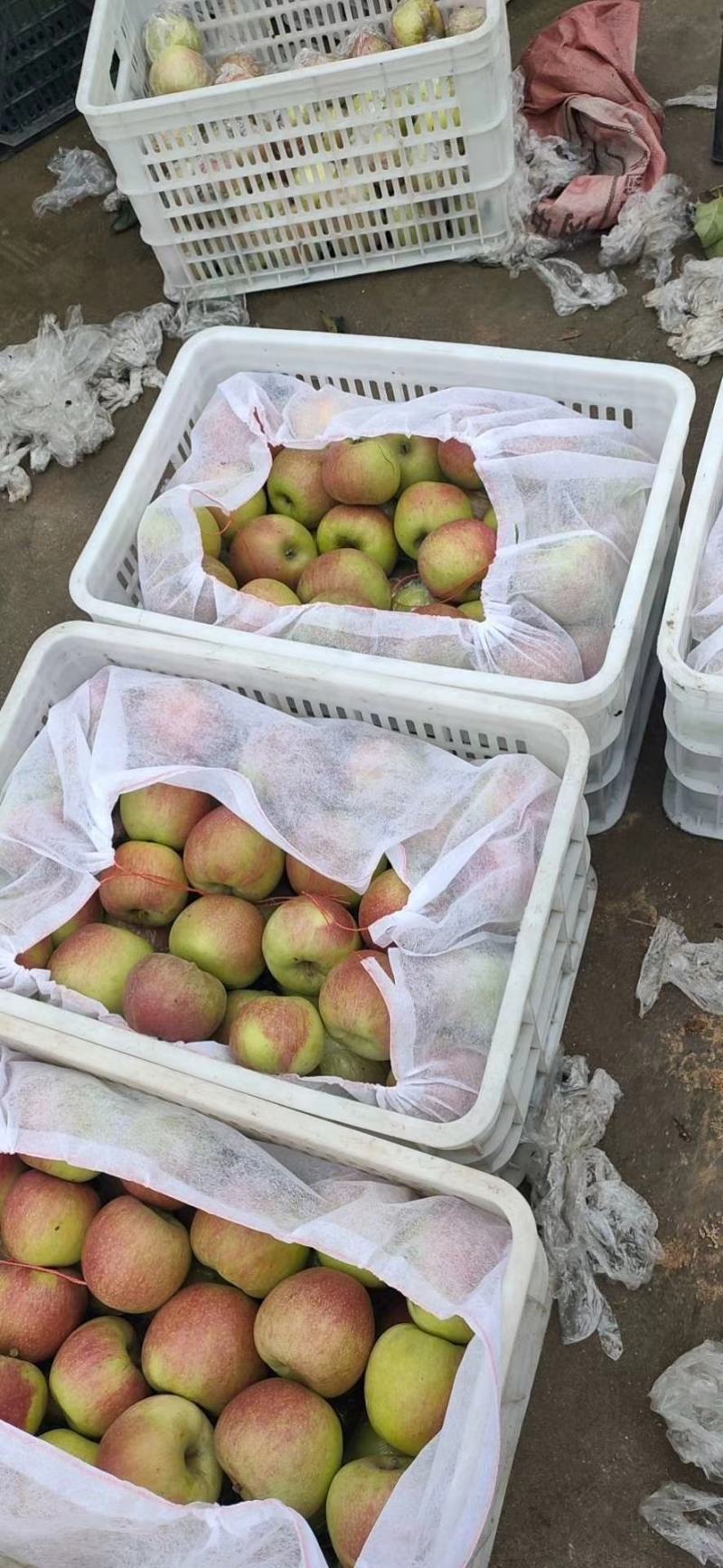 山东鲁丽苹果产直销量大质优