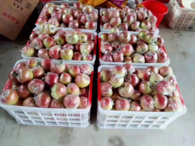 山东鲁丽苹果产直销量大质优