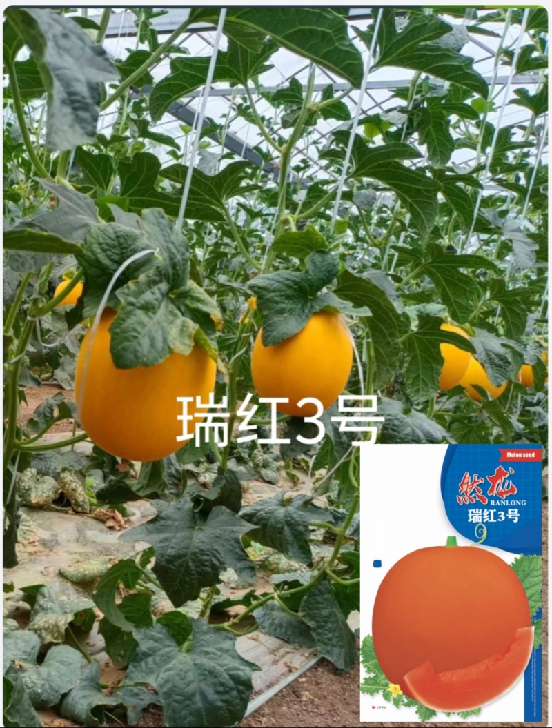 瑞红3号哈密瓜种子正圆形红皮红肉200粒/袋