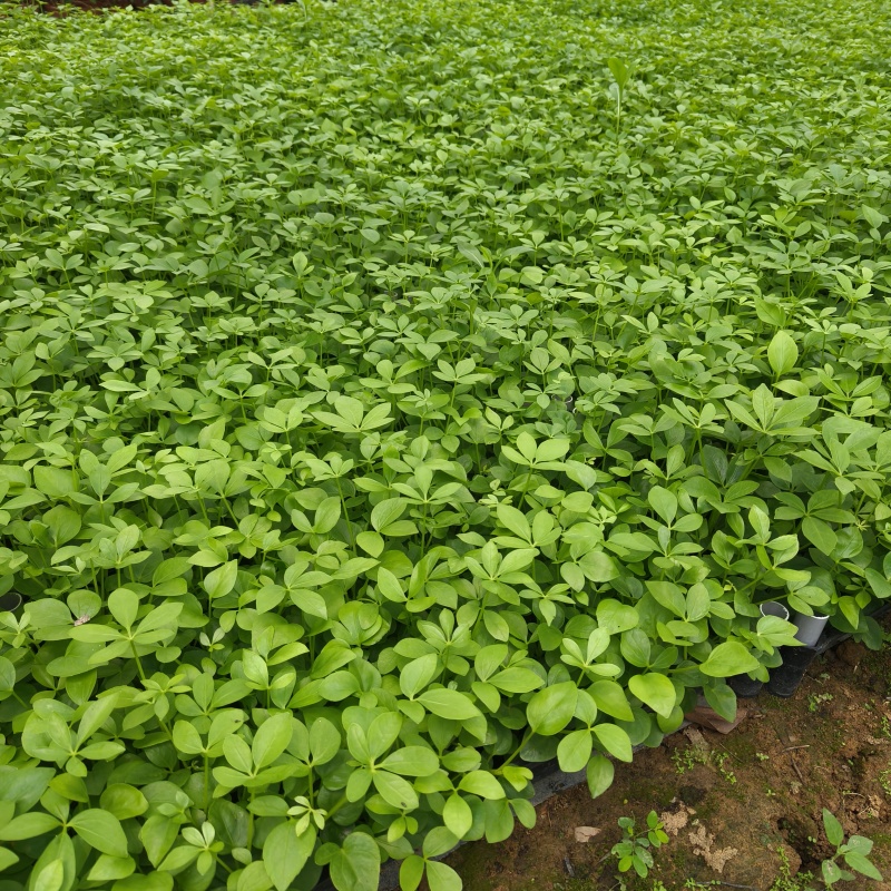 鸭脚木鹅掌柴苗室内观叶绿植净化空气美观好养