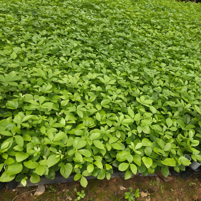 鸭脚木鹅掌柴苗室内观叶绿植净化空气美观好养