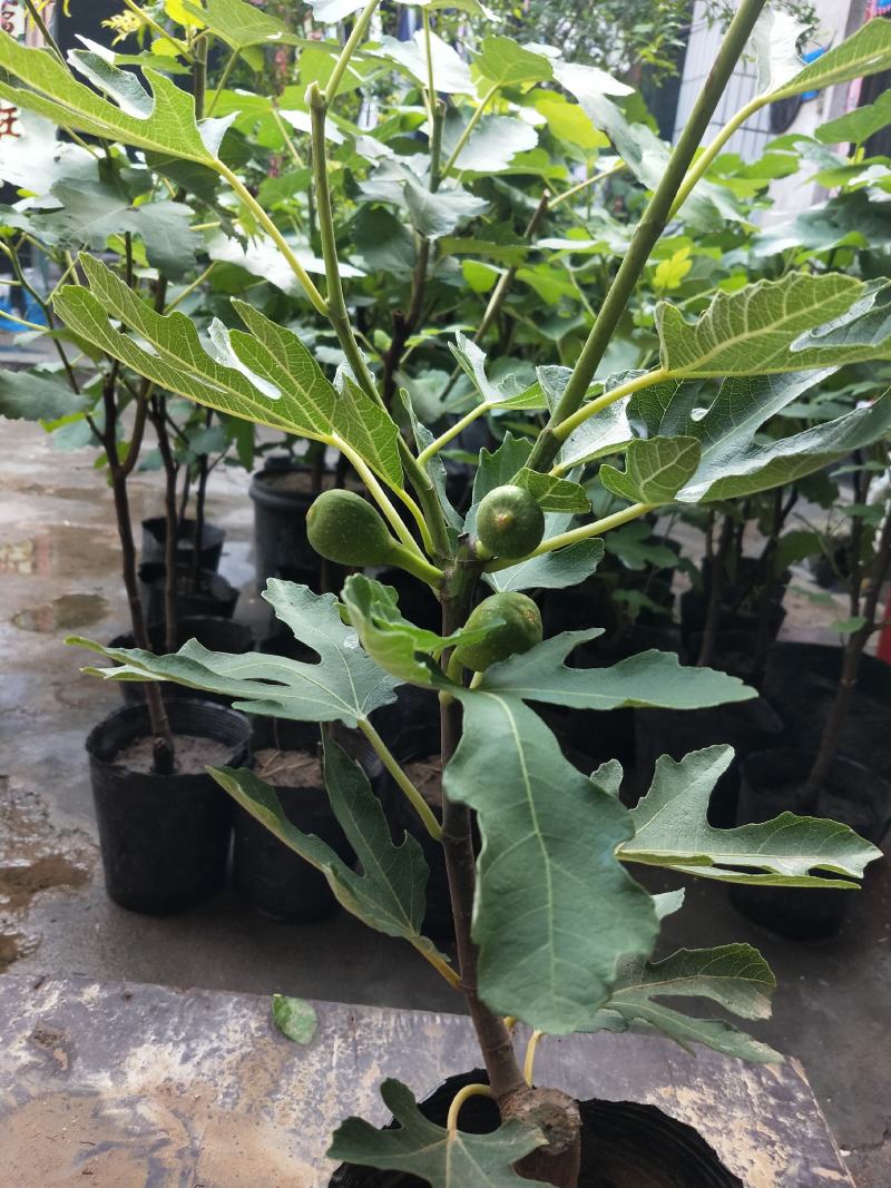 无花果树