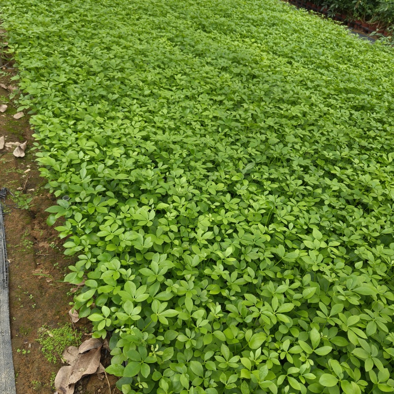 鸭脚木鹅掌柴苗室内观叶绿植净化空气美观好养