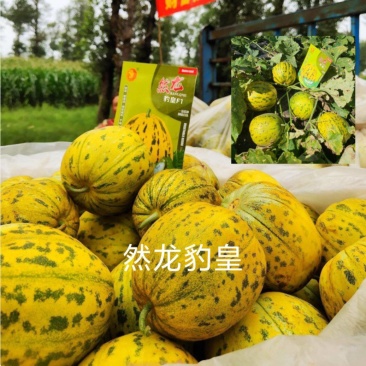 然龙豹皇花皮甜瓜种子花皮甜瓜哈密瓜种子