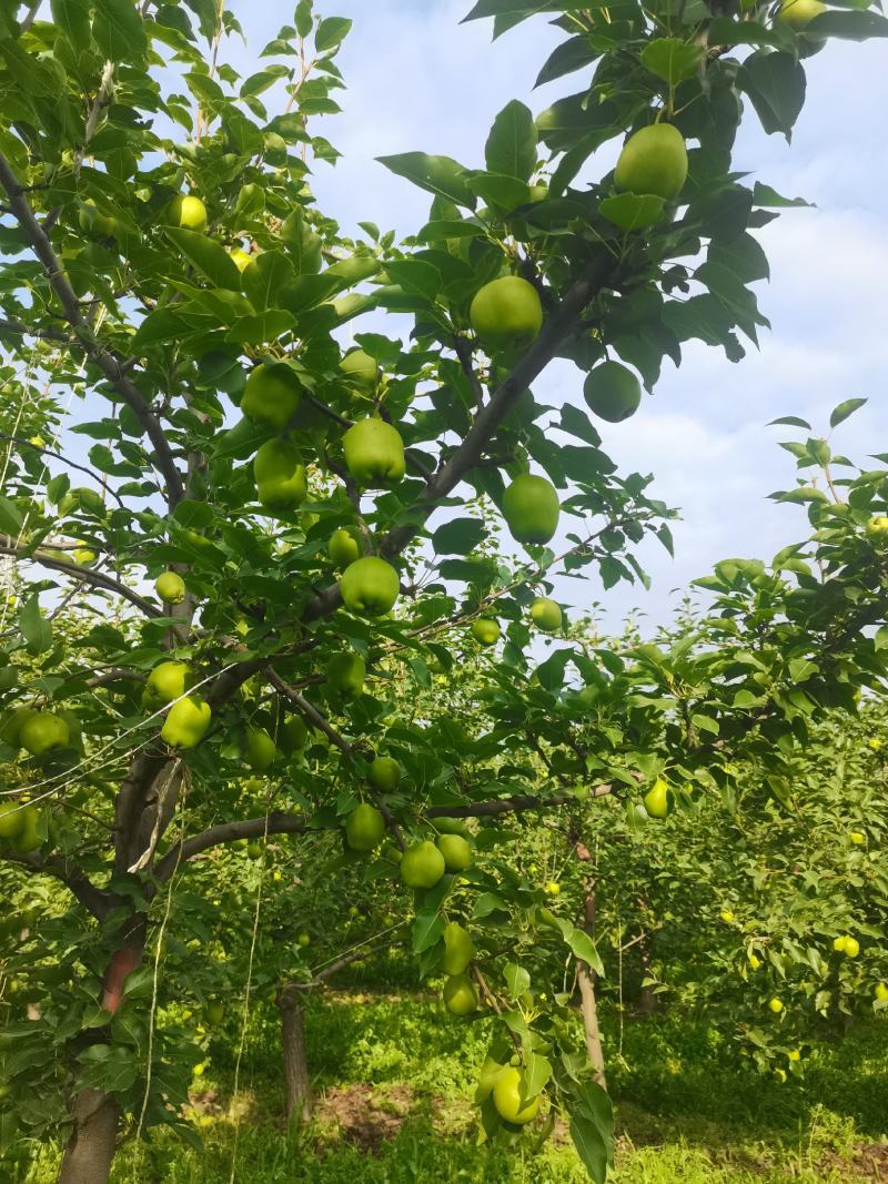 沙漠蜜梨昼夜温差大口感脆甜皮薄水大有需求电话咨询