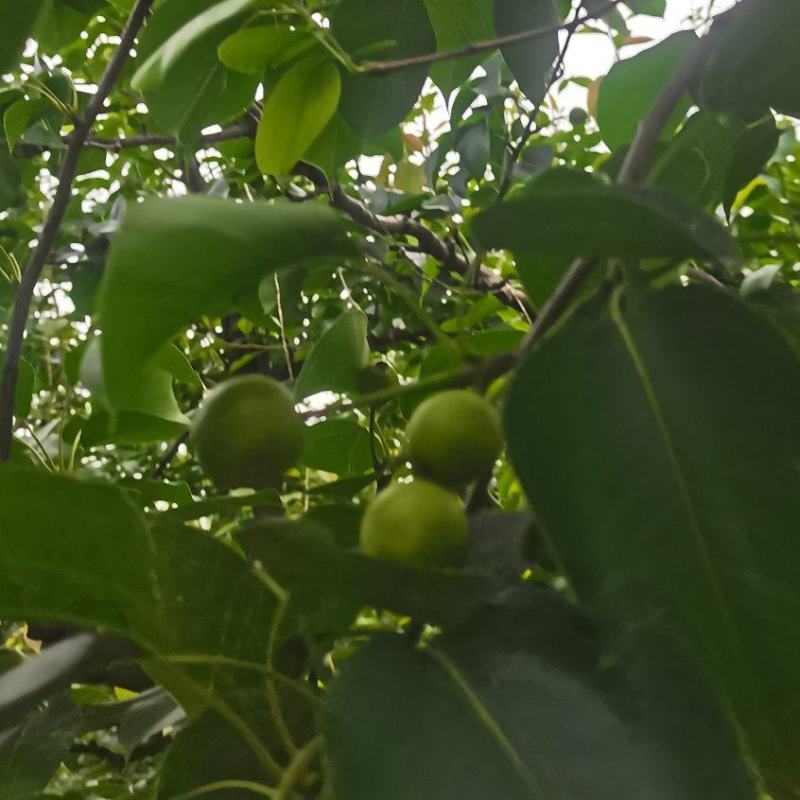 沙漠蜜梨昼夜温差大口感脆甜皮薄水大有需求电话咨询