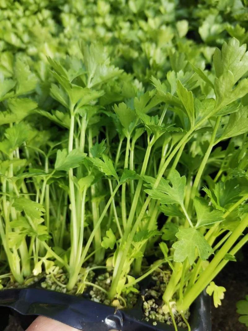 【精品】法国皇后芹菜苗产地供应保障质量欢迎来电