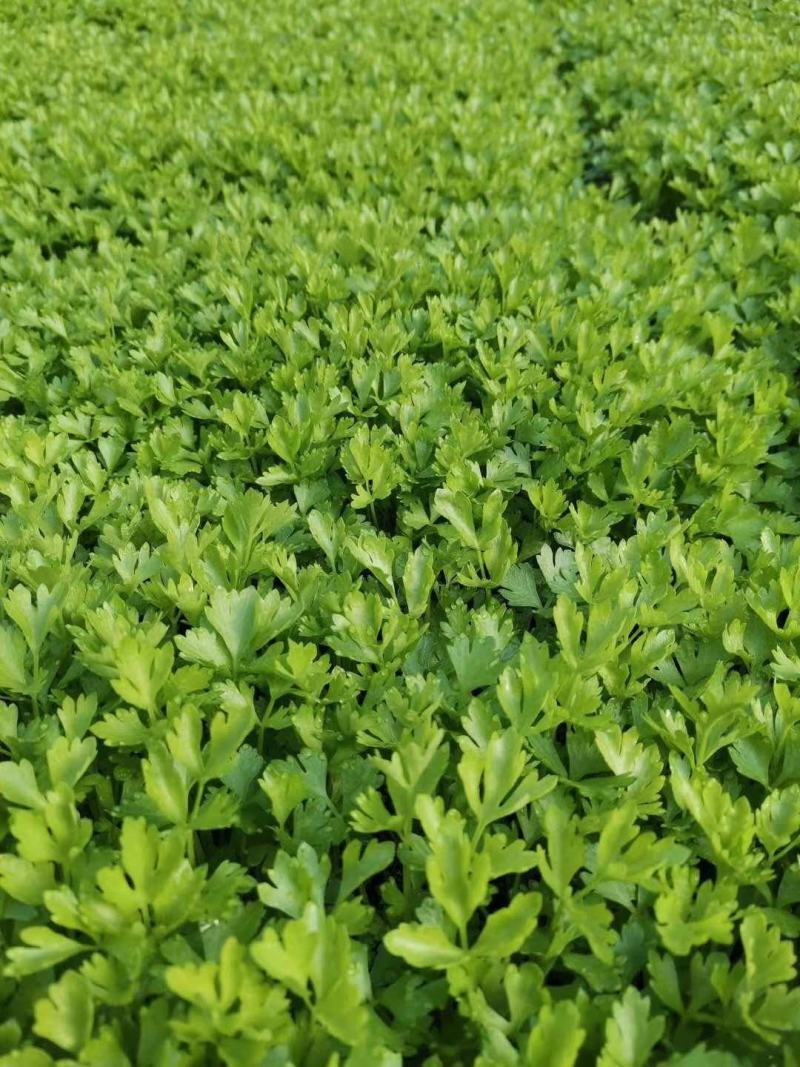 【精品】法国皇后芹菜苗产地供应保障质量欢迎来电