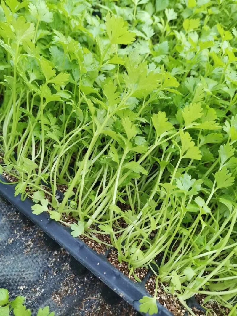 【精品】法国皇后芹菜苗产地供应保障质量欢迎来电