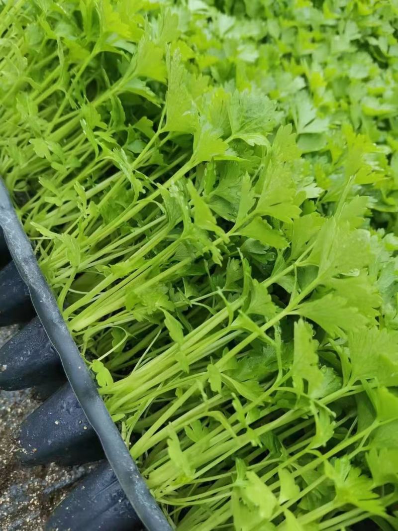 【精品】法国皇后芹菜苗产地供应保障质量欢迎来电