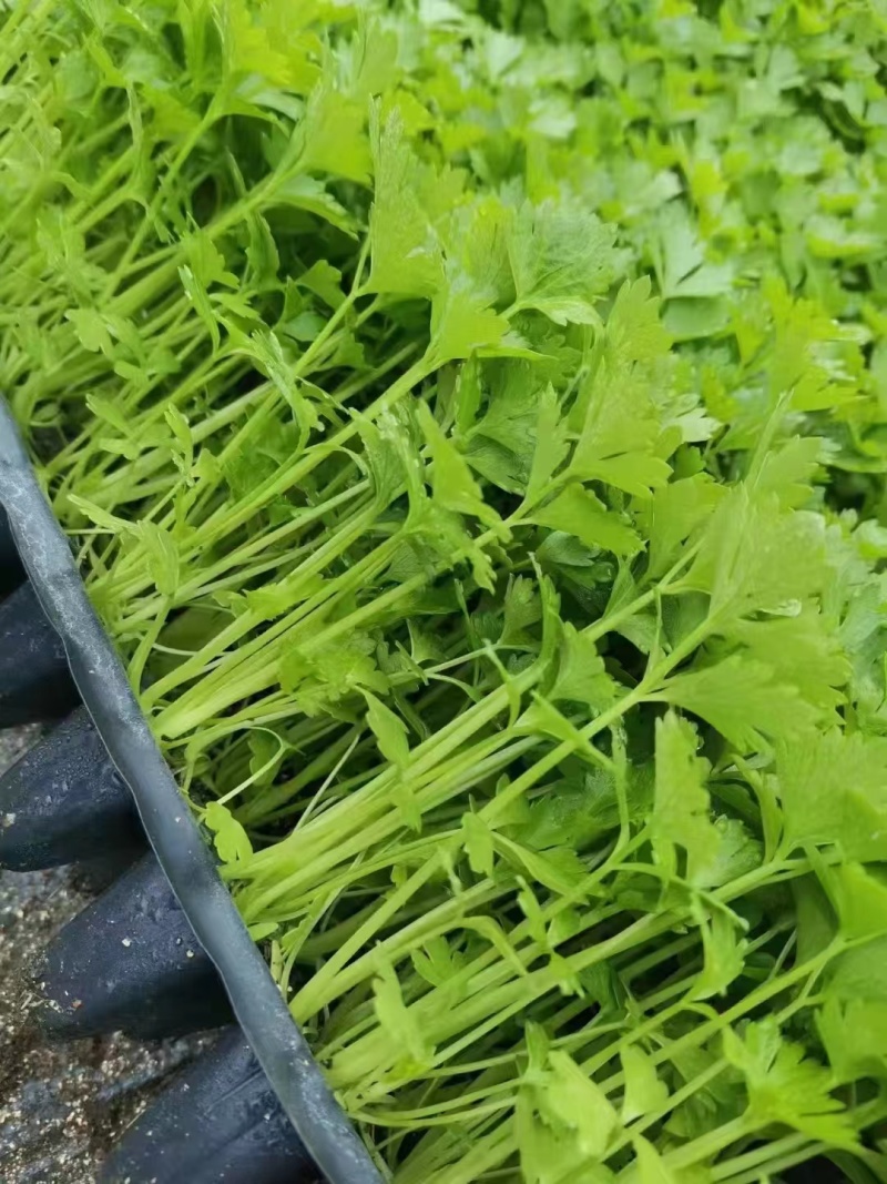 【精品】法国皇后芹菜苗产地供应保障质量欢迎来电