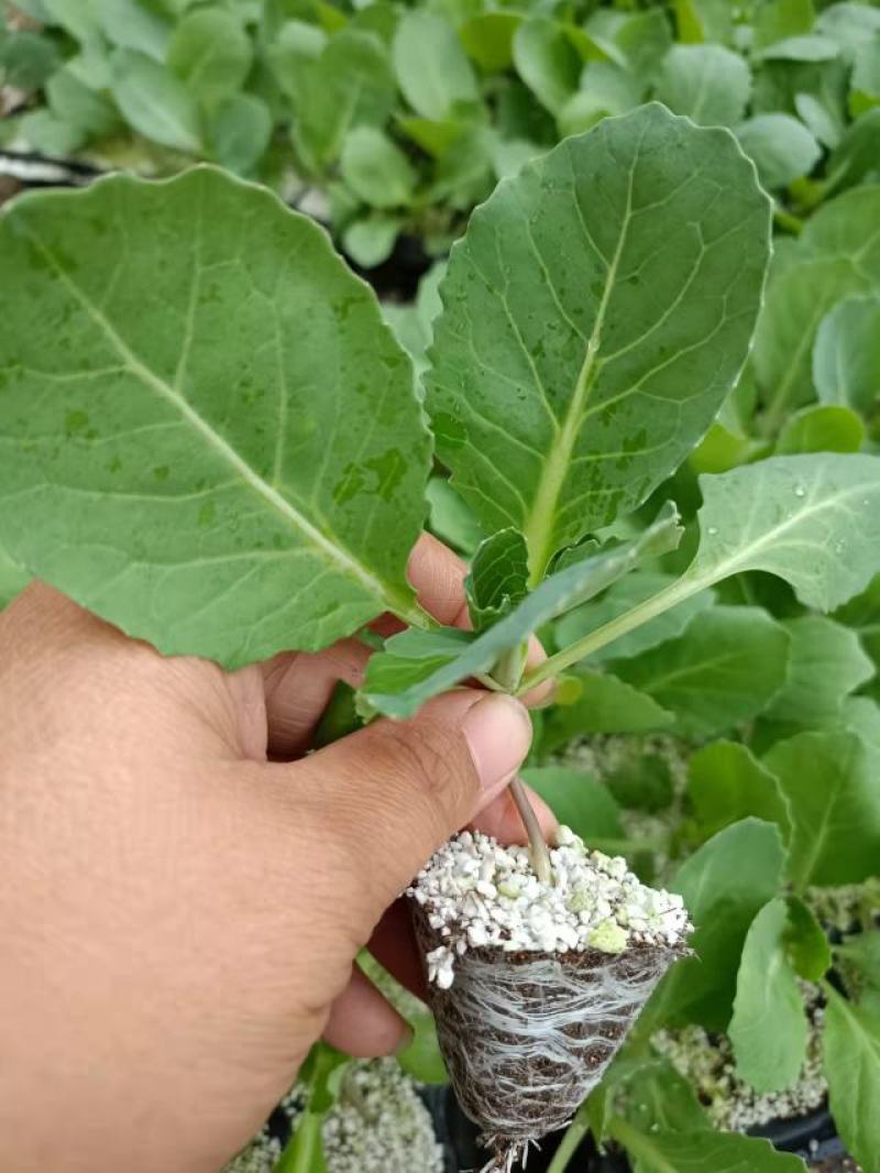 精品穴盘甘蓝苗，产地直发，大量供应，欢迎咨询