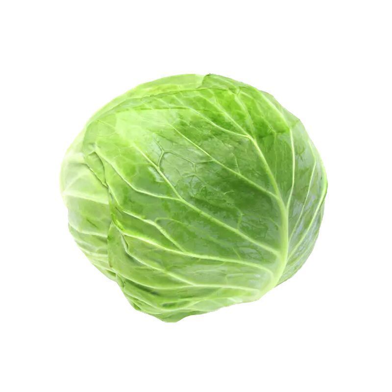 精品穴盘甘蓝苗，产地直发，大量供应，欢迎咨询