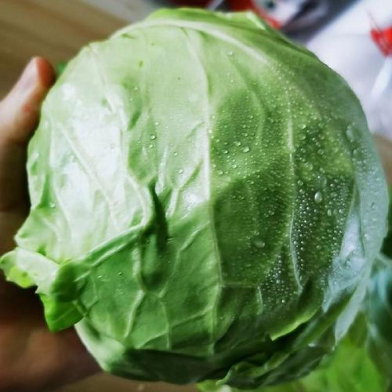 精品穴盘甘蓝苗，产地直发，大量供应，欢迎咨询
