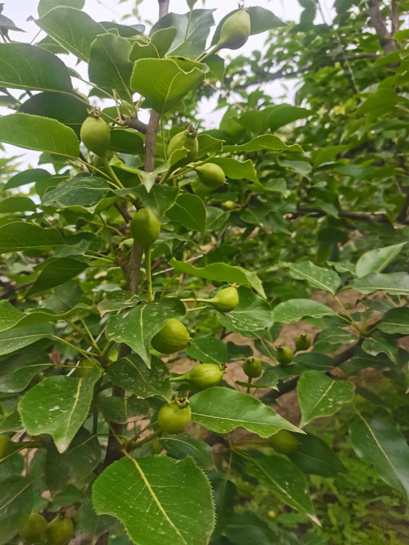 沙漠蜜梨昼夜温差大口感脆甜皮薄水大有需求电话咨询